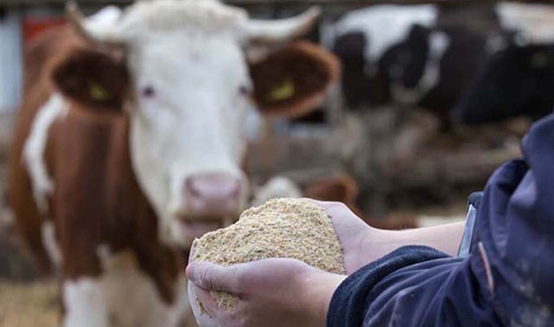 Animal Feed